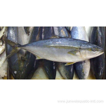 frozen yellow tail fish for sale